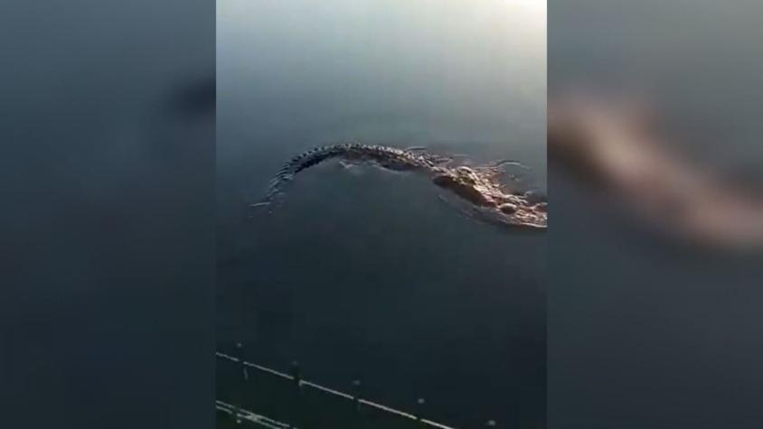 Espeluznante escena: Cocodrilo gigante fue visto llevándose el cadáver de un hombre por una laguna