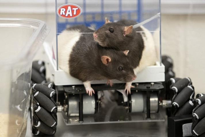 [FOTOS] "Ratas 4x4": Roedores aprenden a conducir sus propios vehículos