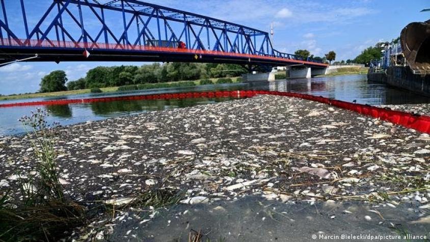 La muerte masiva de peces en el río Oder es una "señal de alarma para toda Europa"