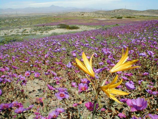Desierto Florido revive tras años de sequía: Especies endémicas embellecen Atacama
