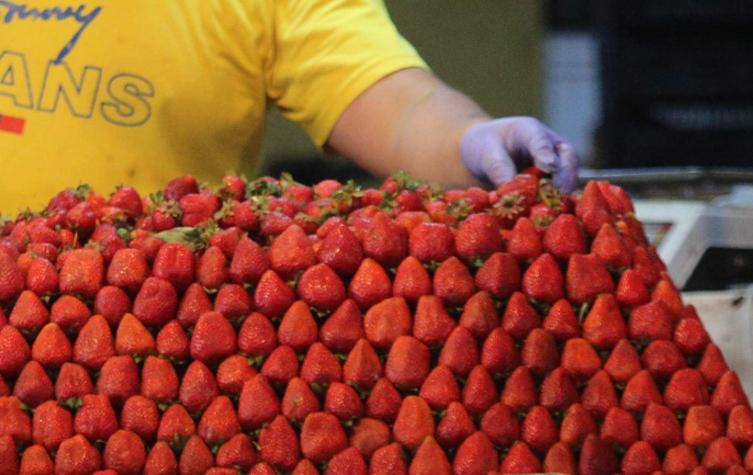 Peligra el borgoña dieciochero: Plaga está afectando el cultivo de frutillas en 5 regiones