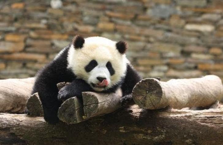 Panda gigante da a luz a gemelos en centro de investigación de China