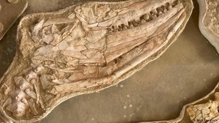Hallan el fósil de una "aterradora" criatura marina que reinaba los océanos hace 66 millones de años