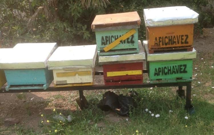 [VIDEO] #CómoLoHizo: Apichavez, se entregó al poder curativo de las abejas