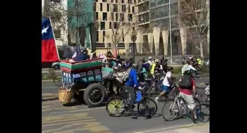 Carreta con caballos atropelló a ciclistas en Alameda: Conductor fue detenido