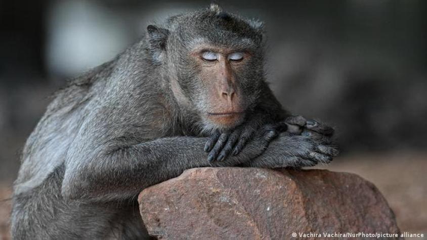 Los monos podrían usar piedras como juguetes sexuales, sugiere estudio