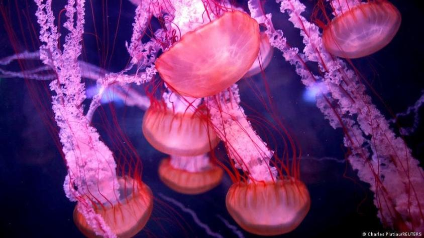 Científicos identifican los genes que explican la longevidad de la 'medusa inmortal'