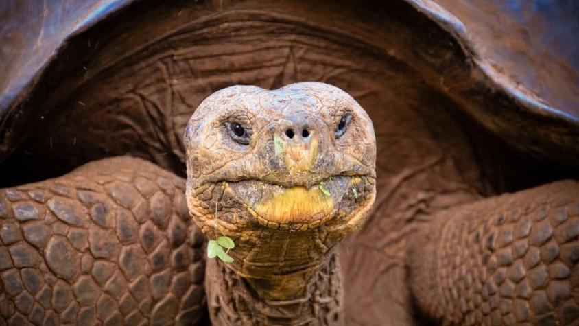 Ecuador investiga la muerte violenta de varias tortugas gigantes en Galápagos
