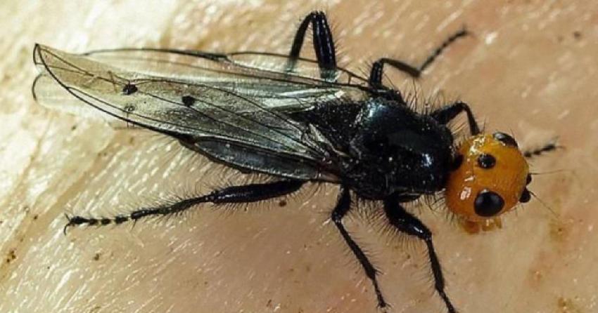 Avistan a mosca quebrantahuesos en Francia: Se creía extinta hace más de 100 años