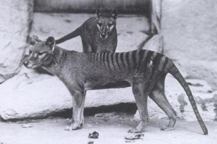 Buscan revivir genéticamente al Tigre de Tasmania que se extinguió hace más de 80 años 