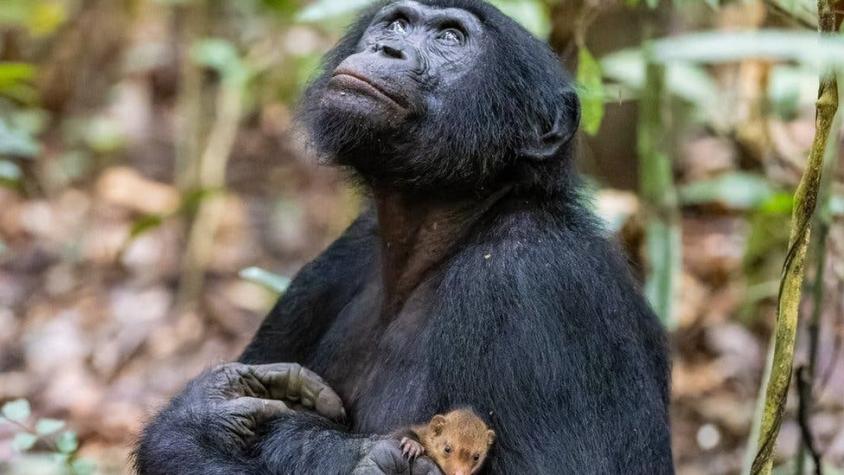 La intrigante imagen de un chimpancé con una cría de mangosta en brazos