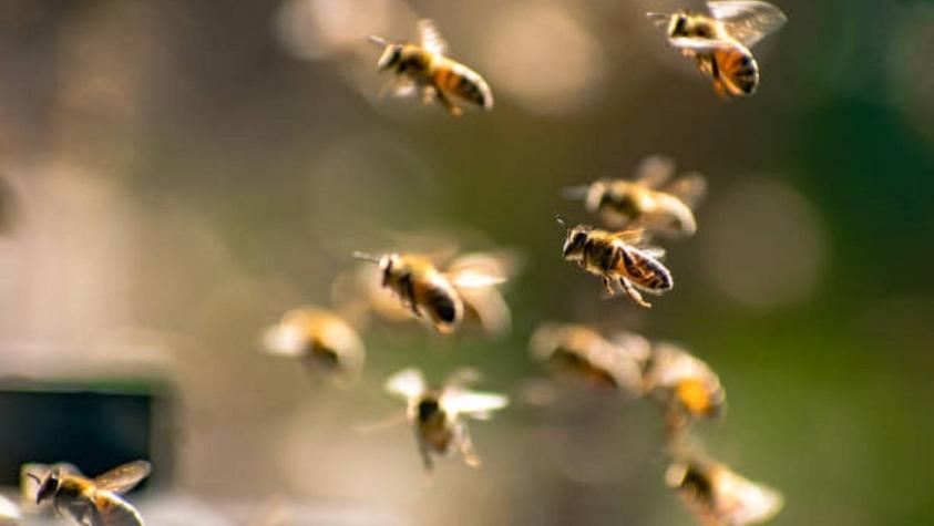 Joven terminó en coma luego de ser picado más de 20.000 veces por abejas