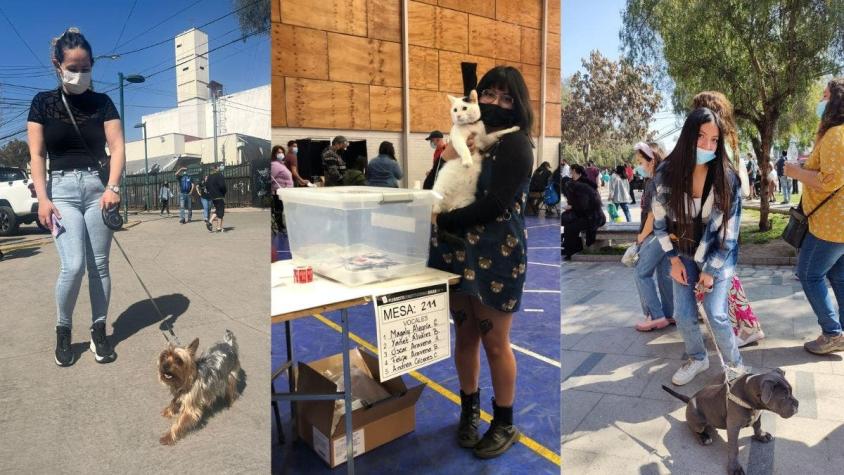 Plebiscito: Las mascotas se robaron las miradas en locales de votación