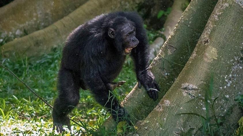 Los golpes que hacen los chimpancés salvajes en las raíces de los árboles para comunicarse