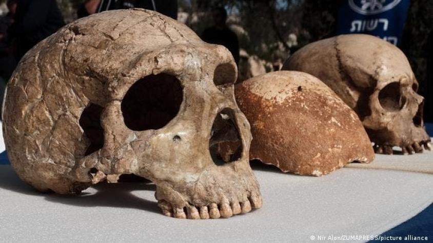 Científicos revelan diferencias clave entre cerebros de humanos modernos y de neandertales