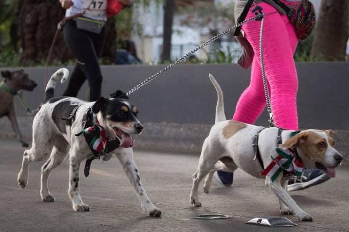 "Perritos en fuga": la carrera canina que se robó las miradas en México