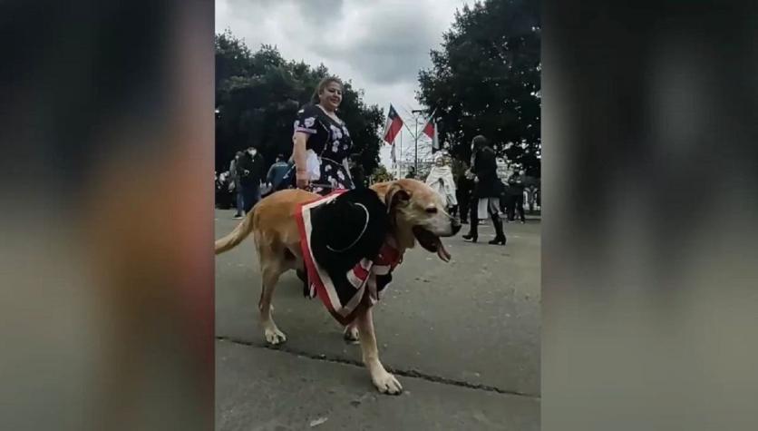 Viralizan tierna aparición de "Don Luis", el famoso perro de Osorno, en un desfile de la ciudad