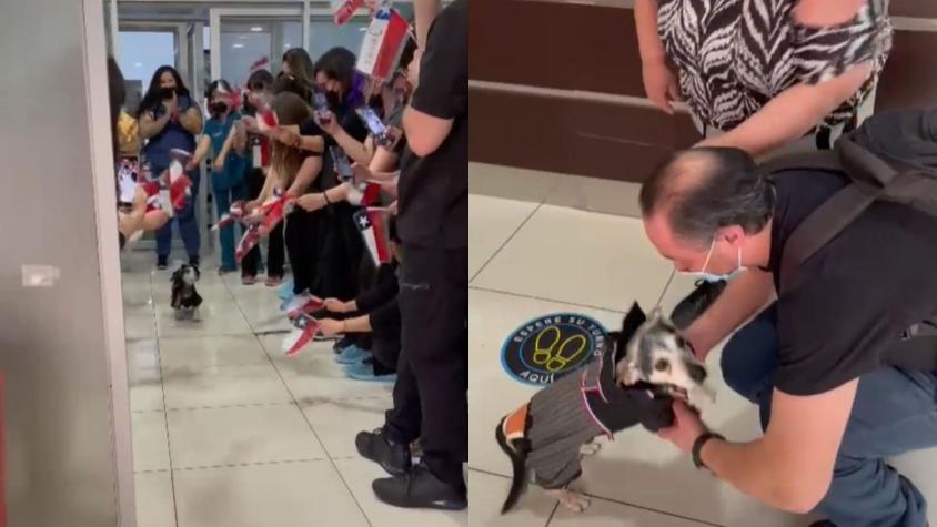 [VIDEO] Estuvo más de 20 días hospitalizado: El emotivo reencuentro de un perrito con sus dueños
