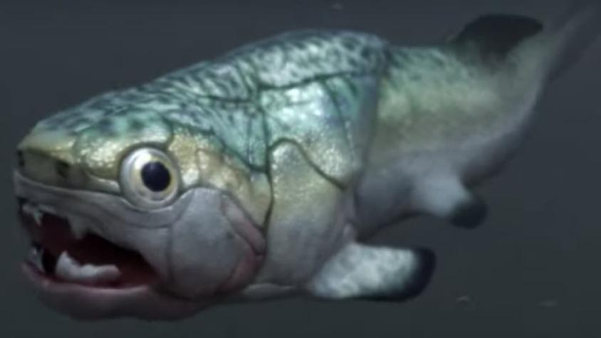 Hallan el corazón más antiguo del mundo en un pez prehistórico