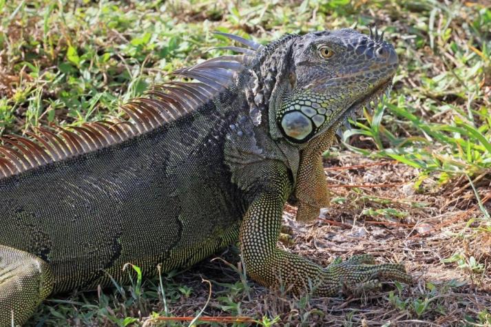 "Vivas o muertas": Consideran dar recompensas por matar iguanas en Miami Beach