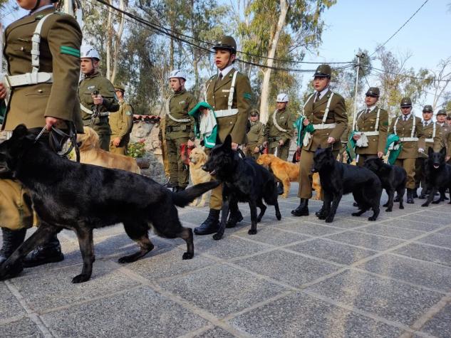[FOTOS] Así se preparan los perros de Carabineros para la Parada militar