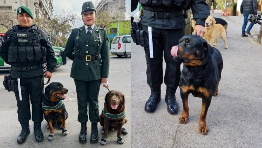 Parada Militar: Gendarmería desfila por primera vez y lo hace con su equipo canino