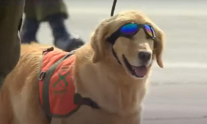 [VIDEO] Así fue el paso de los perros de la patrulla canina de Carabineros en Parada Militar