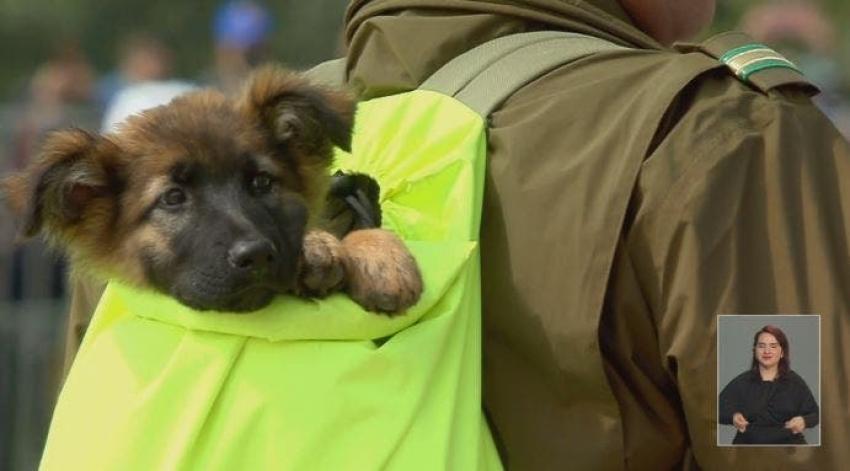 [VIDEO] Parada Militar: Los cachorros de la patrulla canina de Carabineros se robaron las miradas