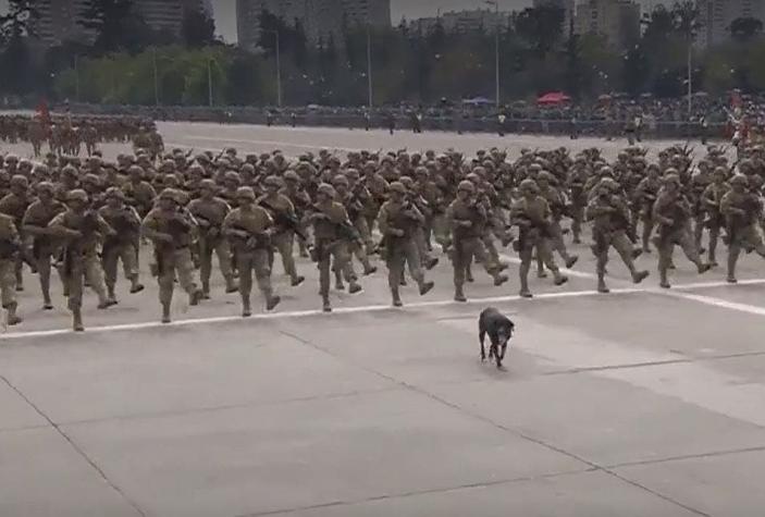 [VIDEO] Perrito callejero se "coló" en Parada Militar