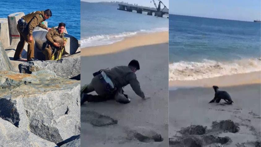 Carabineros rescatan a cría de lobo marino en Viña del Mar