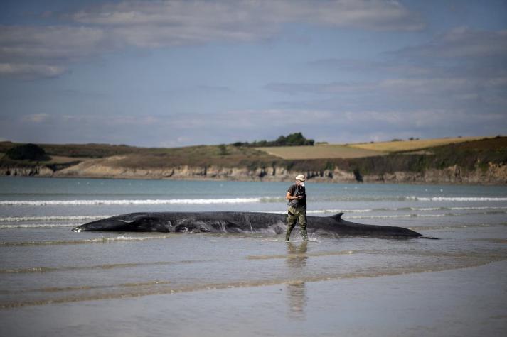 Encuentran 230 ballenas varadas en Australia, la mitad muertas