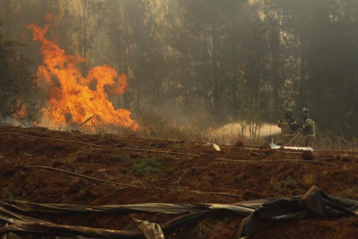 Alerta Roja en La Serena por incendio forestal cercano a sectores poblados