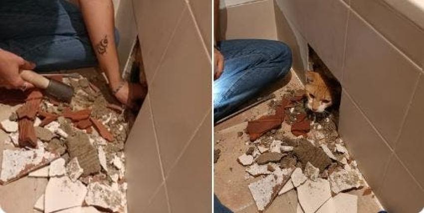 Obreros remodelan baño y dejan a gato atrapado abajo de tina: Tuvo que ser rescatado