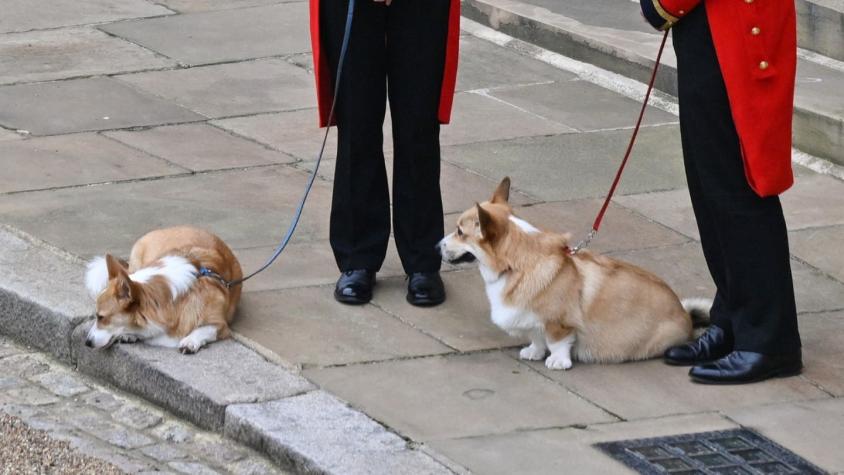 Se dispara el precio de los perros corgis tras la muerte de la reina Isabel II