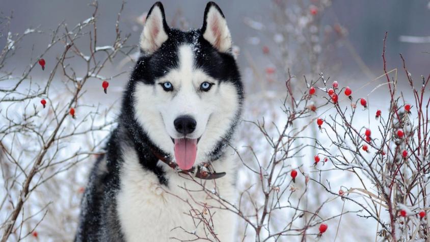 Brutal: Mujer mató y despellejó a perro husky siberiano tras confundirlo con un lobo