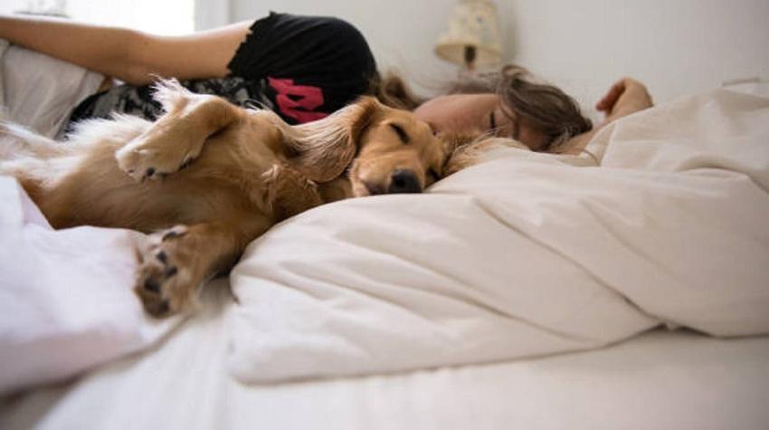 ¿Duermes con tu mascota? Estudio revela que sería beneficioso para un buen descanso