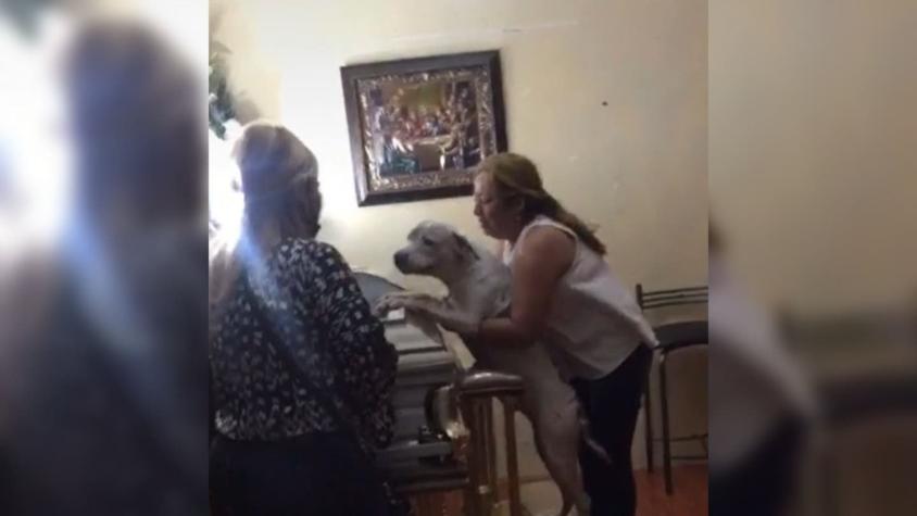 [VIDEO] La conmovedora reacción de un perro al ver el ataúd de su amo fallecido