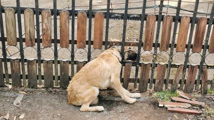 Bomberos rescatan perro que quedó con su cabeza atrapada en una reja en Temuco