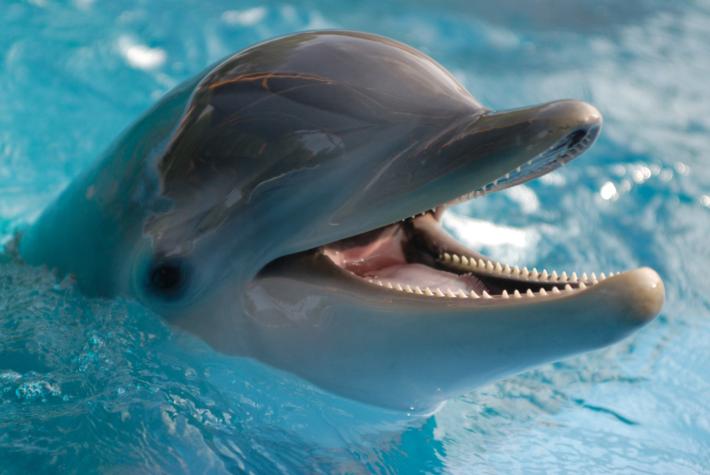 Estudio demostró que los delfines son los animales más sociables, solo superados por los humanos