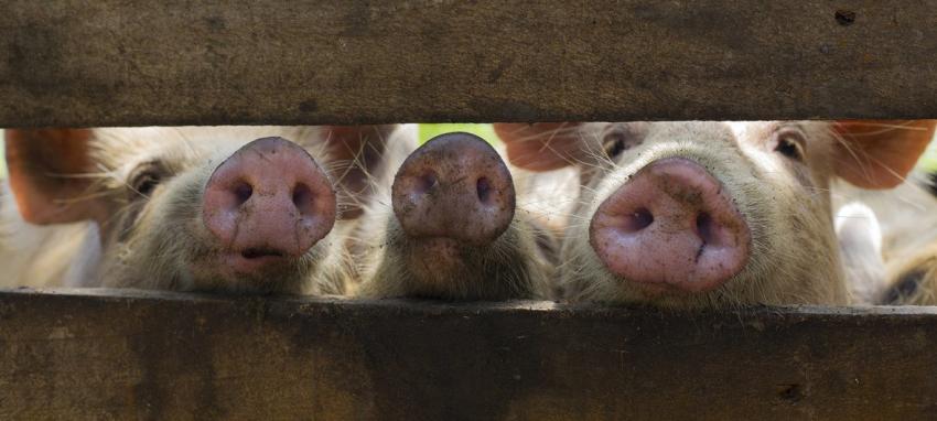 Expertos preocupados por alarmante expansión de la peste porcina africana en Europa
