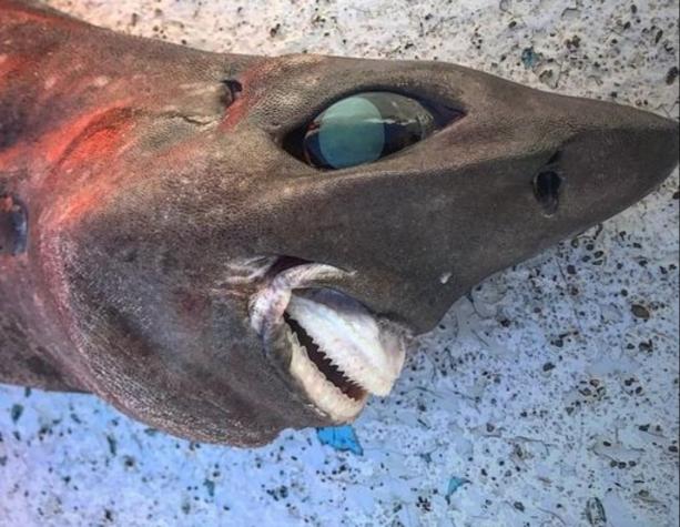 Extraño tiburón es capturado por un pescador en Australia y confunde a los científicos