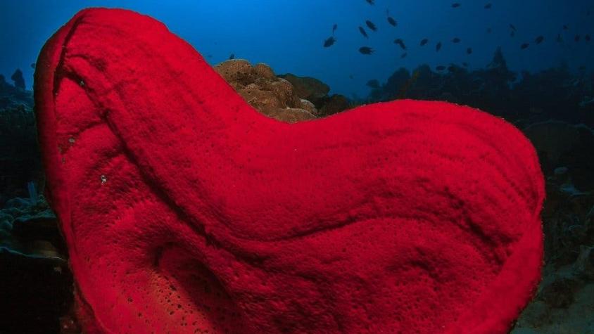 La peculiar habilidad de las esponjas marinas que deja perplejos a científicos y filósofos
