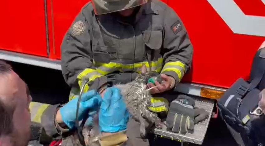 Bomberos rescataron a gatito de incendio en cité en Santiago