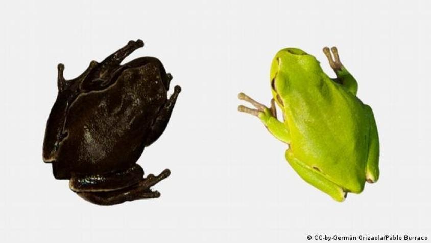 Las ranas negras de Chernóbil revelan un efecto evolutivo insospechado