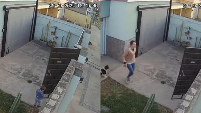 [VIDEO] Bebé de un año escapa de su casa y la reacción de sus perros logró salvarlo