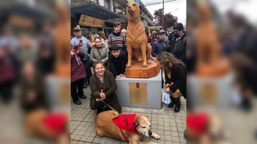 El "Hachiko chileno": querido perrito "Don Luis Apolo" ya tiene su estatua en Osorno