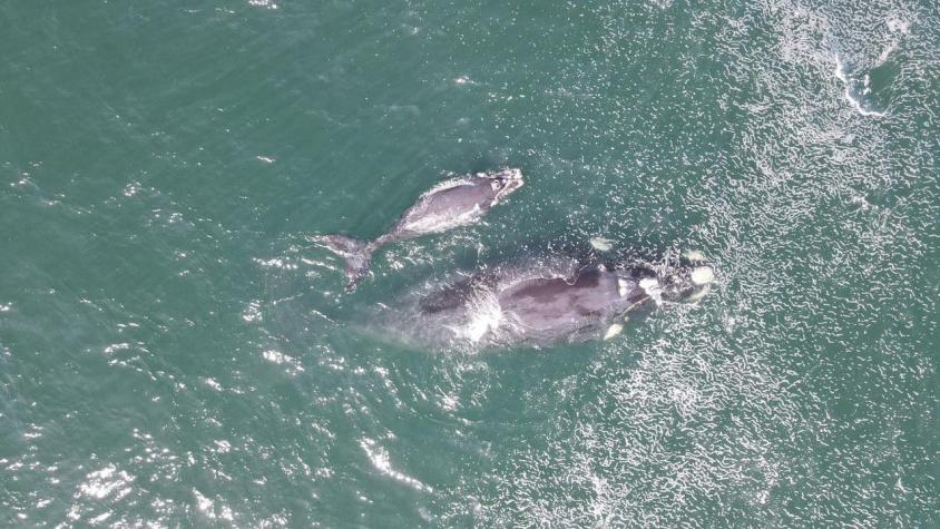 [VIDEO] Captan una de ballena franca con su cría en Concón: “Son muy difíciles de avistar”