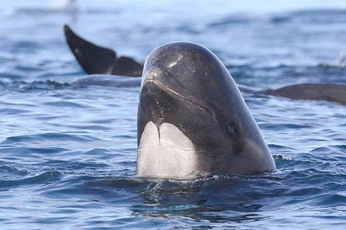 Mueren 250 ballenas tras quedarse varadas en playa en Nueva Zelanda