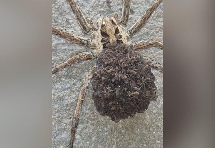 “Expulsó crías y un líquido blanco al morir”: La extraña araña que volvió a aparecer en España
