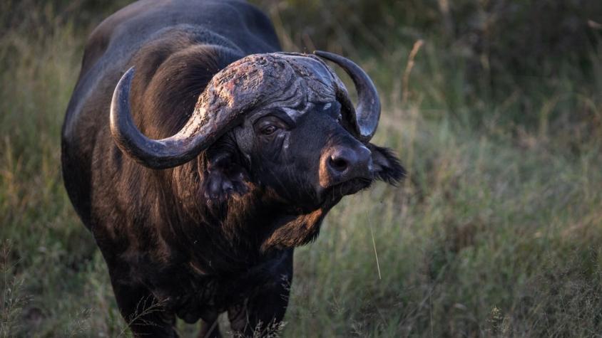 Experto cazador muere intentando cazar un búfalo: recibió mortal embestida